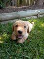 Jake