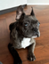 Bitcoin Dog logo