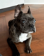 Bitcoin Dog logo