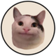 Beluga Cat logo