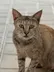 nima cat logo