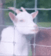 Jewels Da Goat logo