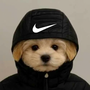 dawg