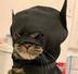 CATMAN logo
