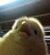 chick logo