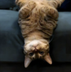 upsidedowncat logo