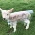 lamb-orghini logo