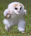 Running Barn Owl logo