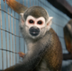 Escaped Lab Monkeys logo