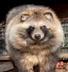 Raccoon Dog logo
