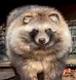 Raccoon Dog logo