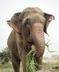 Raju the Elephant logo