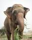 Raju the Elephant logo