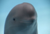 Hanbao the finless porpoise  logo