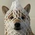 wrapped dog logo