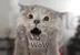 Chartreux Cat logo