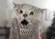Chartreux Cat logo