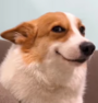 #dog