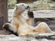 Knut From Zoo logo