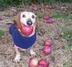 dog with apple in mouth logo