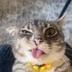 Rigby The Cat logo