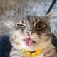 Rigby The Cat logo