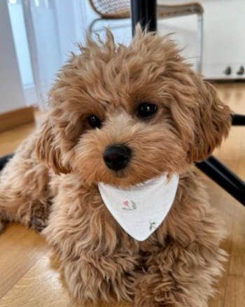 token First AI Dog