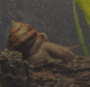 Gary