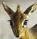 Dik-Dik logo