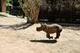 Power The Baby White Rhino logo