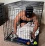 DOGCAGE