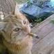 SMOKINGCAT logo