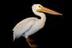 Eaten by a Pelican logo