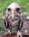 Soggy Owl logo