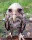 Soggy Owl logo