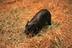 New Born Haggis Pygmy Hippo logo