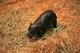 New Born Haggis Pygmy Hippo logo