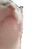 Vibing Cat logo