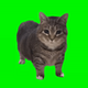spinning cat logo