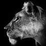 LIONESS