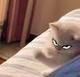 ONE PUNCH CAT logo