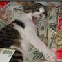 402CAT