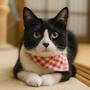 饭团猫