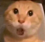 耄耋