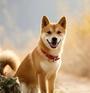 中华田园犬