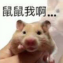 鼠鼠我啊