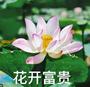 花开富贵