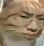 听泉猫