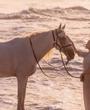 BullHorse token