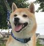 KUMA